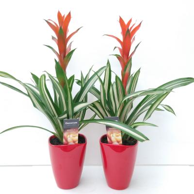 Guzmania Bandera Luxe Keramiek