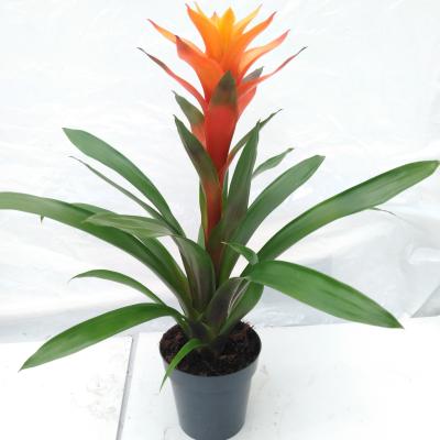 Guzmania mix 