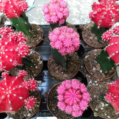 Gymnocalycium cactus geënt