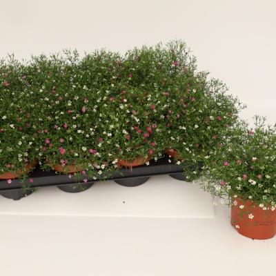 Gypsophylla muralis in kleuren P13