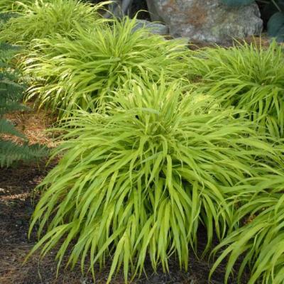 Hakonechloa macra 'All Gold'