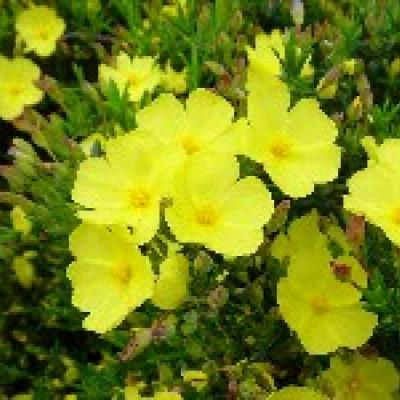 Halimium 'April Sun'®