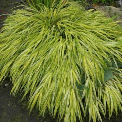 Hakonechloa macra 'Aureola'