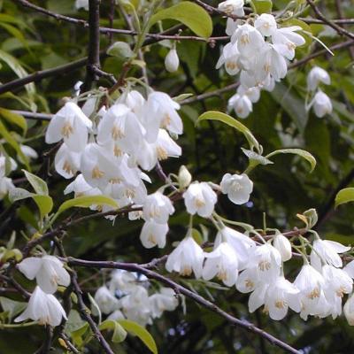 Halesia carolina