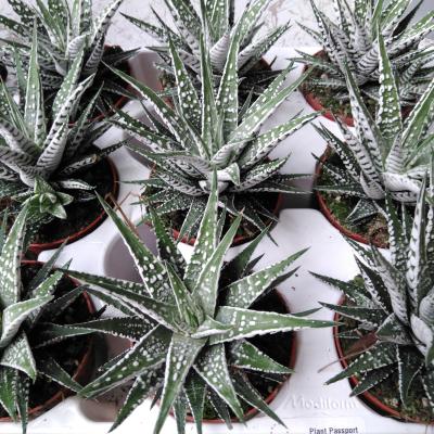 Haworthia fasciala 'Alba'