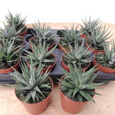 Haworthia fasciala 'Big Band' Met etiket