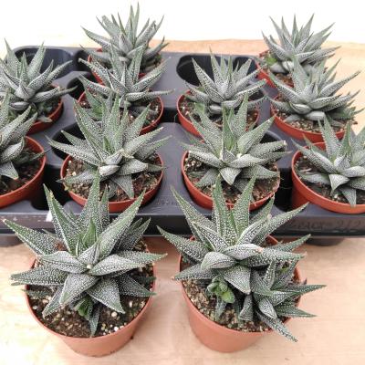 Haworthia fasciala 'Concolor' .