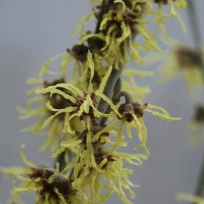 Hamamelis interm. 'Arnold Promise'