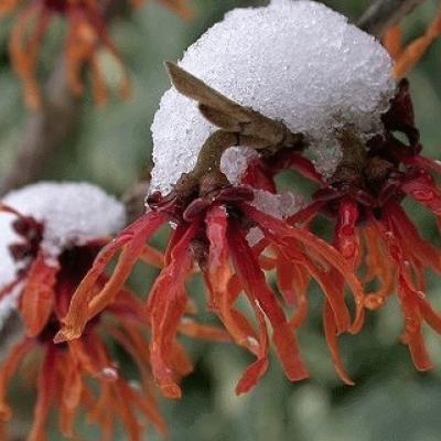 Hamamelis interm. 'Feuerzauber'