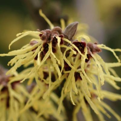 Hamamelis interm. 'Pallida'
