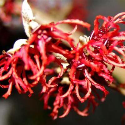 Hamamelis interm. 'Ruby Glow'
