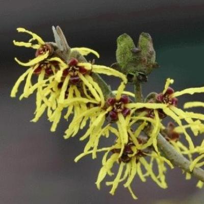 Hamamelis interm. 'Westerstede'