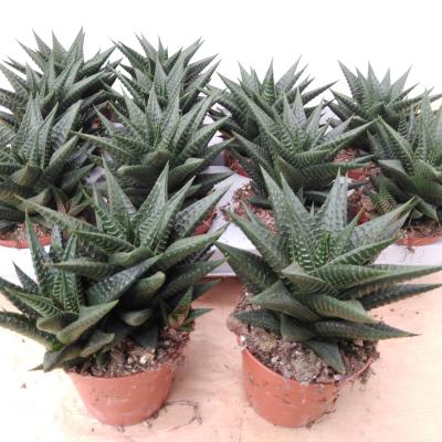Haworthia limifolia .