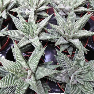 Haworthia limifolia 'Spider White'