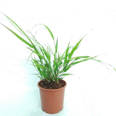 Hakonechloa macra