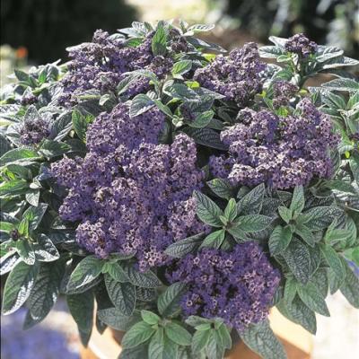 Heliotropium arborescens
