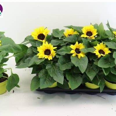 Helianthus an. 'Sunray Yellow'