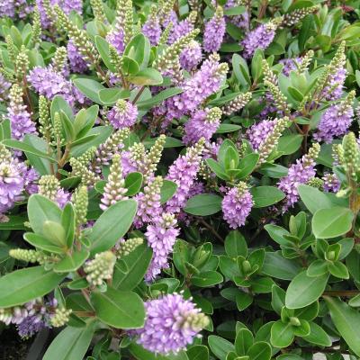 Hebe 'All Blooms'® Mix