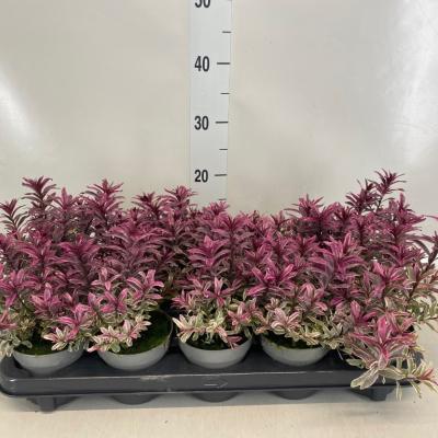 Hebe Magicolor 'Black Magic'