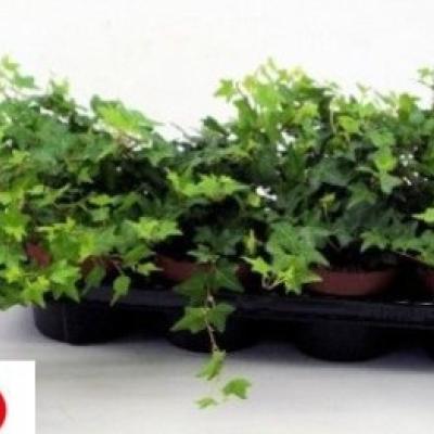 Hedera 'Brenda'