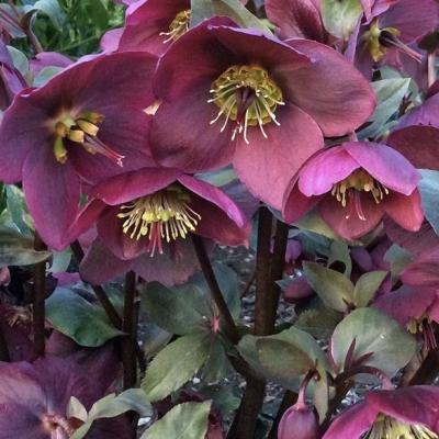 Helleborus frostkiss 'Anna's Red'