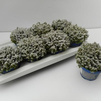 Hebe 'Green Globe' met sneeuw