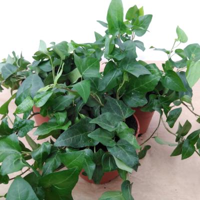 Hedera 'Green Leafed Groen'