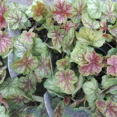 Heuchera hybr. 'Happy Flames' ®