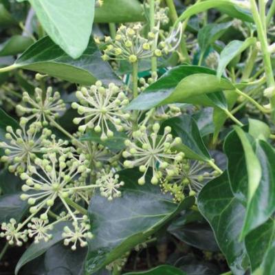 Hedera helix 'Arborescens'