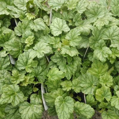 Heuchera hybride Berry Timeless Heuchera hybride Berry Timeless