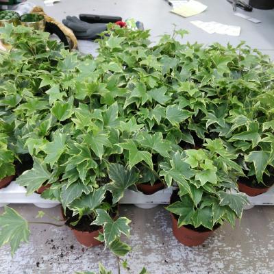Hedera Geelbont