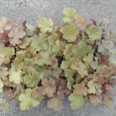 Heuchera hybride Caramel Heuchera hybride Caramel
