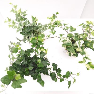 Hedera helix in soorten P 13 cm