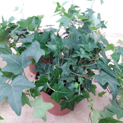 Hedera helix 'Elja'  P13