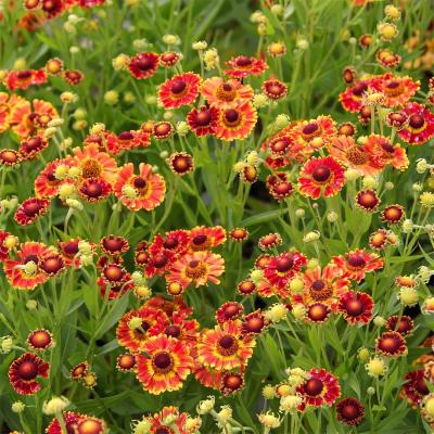 Helenium hybr. 'Fuego' ®