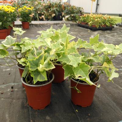 Hedera Helix Goldchild