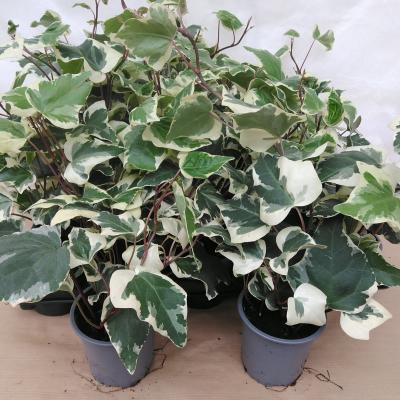 Hedera Hibernica 'Marengo'