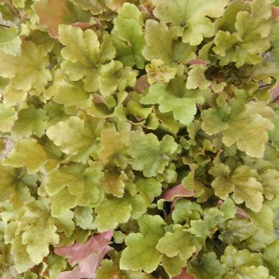 Heuchera hybride Marmalade Heuchera hybride Marmalade
