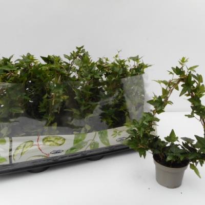 Hedera helix Pyramide
