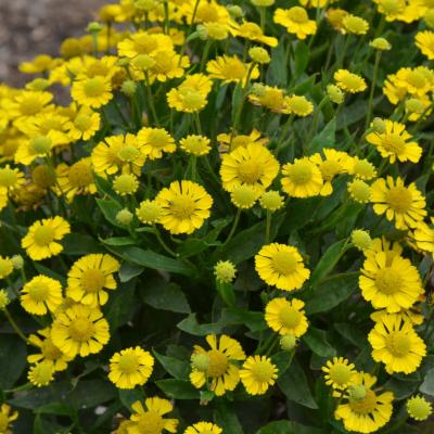 Helenium hybr. 'Sombrero' ®