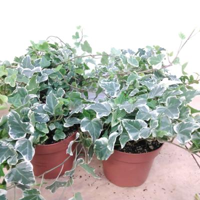 Hedera helix 'White Wonder'
