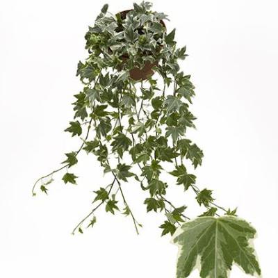 Hedera helix 'White Ripple'