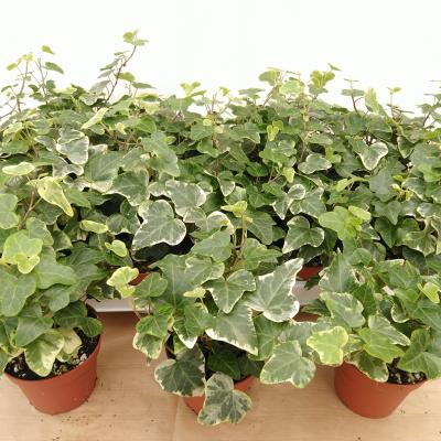 Hedera helix 'White Wonder'