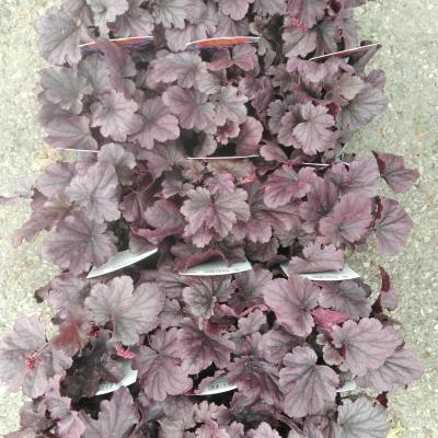 Heuchera hybride Wildberry Heuchera hybride Wildberry