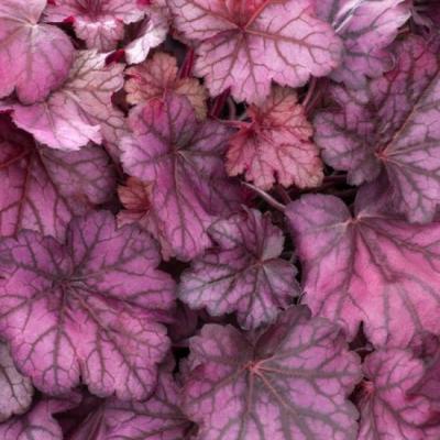 Heuchera hybride Wild Rose