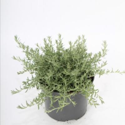 Helichrysum italicum 'Moundy'