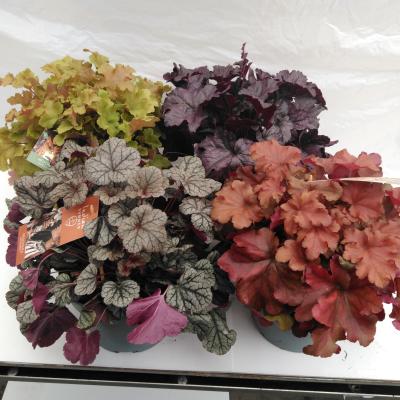 Heuchera 'Indian Summer' mix