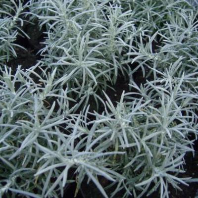 Helichrysum italicum - Italië