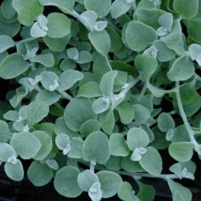 Helichrysum lanatum 'Silver Leaf'