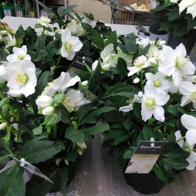 Helleborus Advent Star
